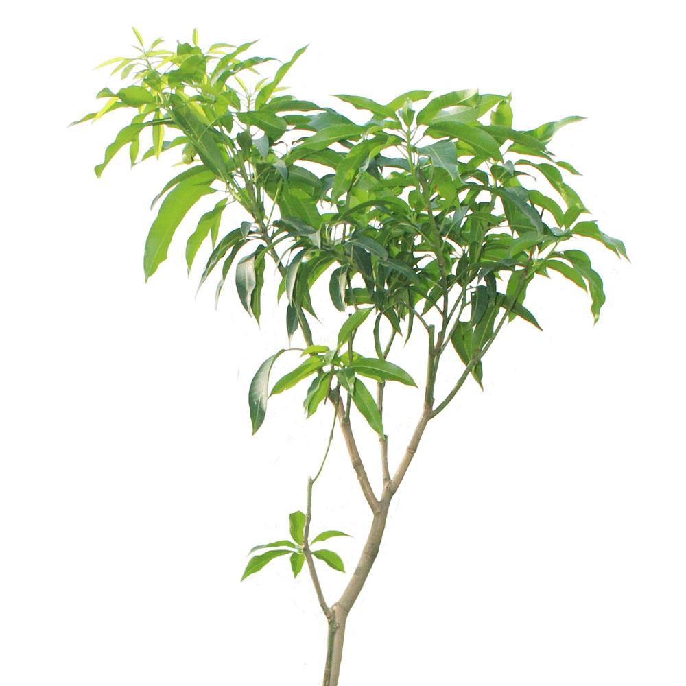 Mango Tree – Mangifera Indica