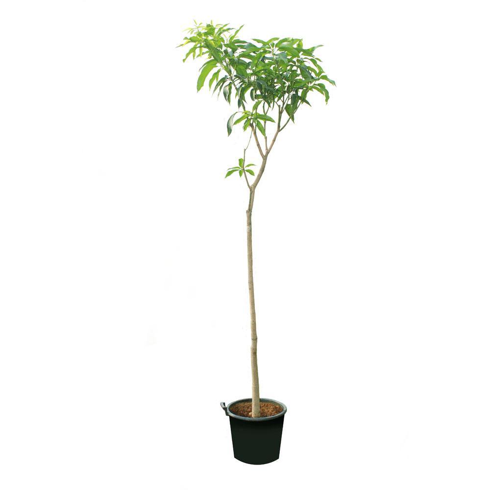 Mango Tree – Mangifera Indica