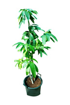 Chaunsa Mango Potted Plant - Mangifera Indica 'Chaunsa'