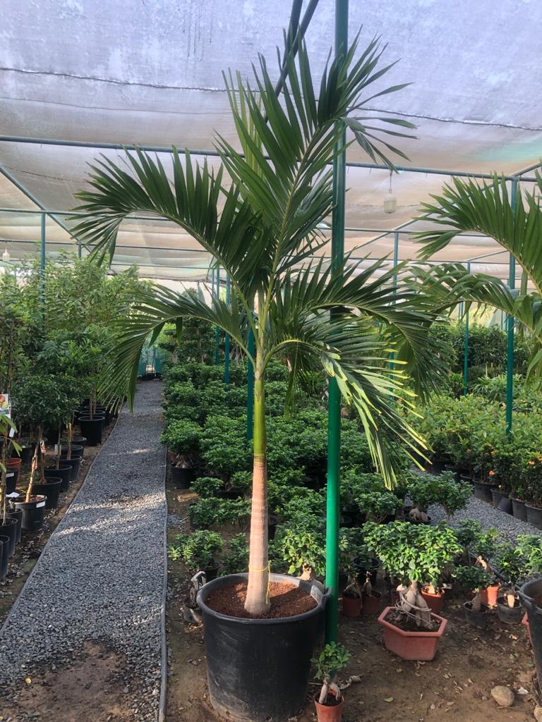 Veitchia Palm – Manila Palm