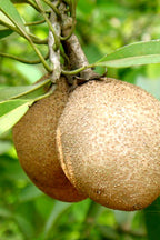 Chikoo (Sapodilla) (Manilkara Zapota)