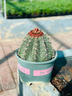 Buy Melocactus Conoideus – Rare Cactus with Red Cephalium Online
