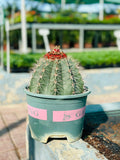 Buy Melocactus Conoideus – Rare Cactus with Red Cephalium Online
