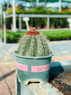 Buy Melocactus Conoideus – Rare Cactus with Red Cephalium Online