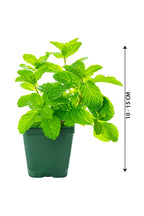 Mint Plant - Herbal Plant - Plantsworld.ae