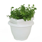 Mint Plant (Herbal Plant)