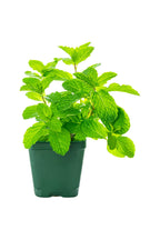 Mint Plant (Herbal Plant)