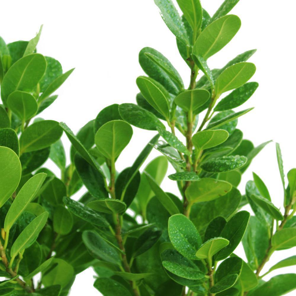 Mistletoe Fig Potted Plant - Ficus Deltoidea