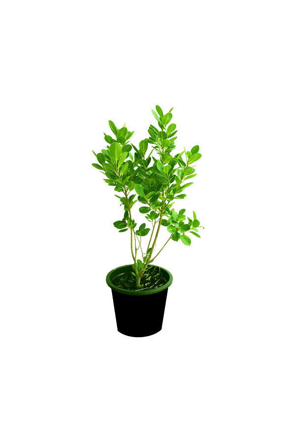 Mistletoe Fig Potted Plant - Ficus Deltoidea