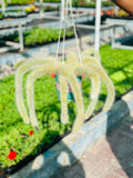 Monkey Tail Cactus Hanging (Cactus Plant)