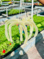 Monkey Tail Cactus Hanging (Cactus Plant)