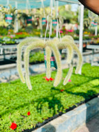 Monkey Tail Cactus Hanging (Cactus Plant)
