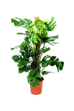 Monstera Potted Plant - Monstera Deliciosa