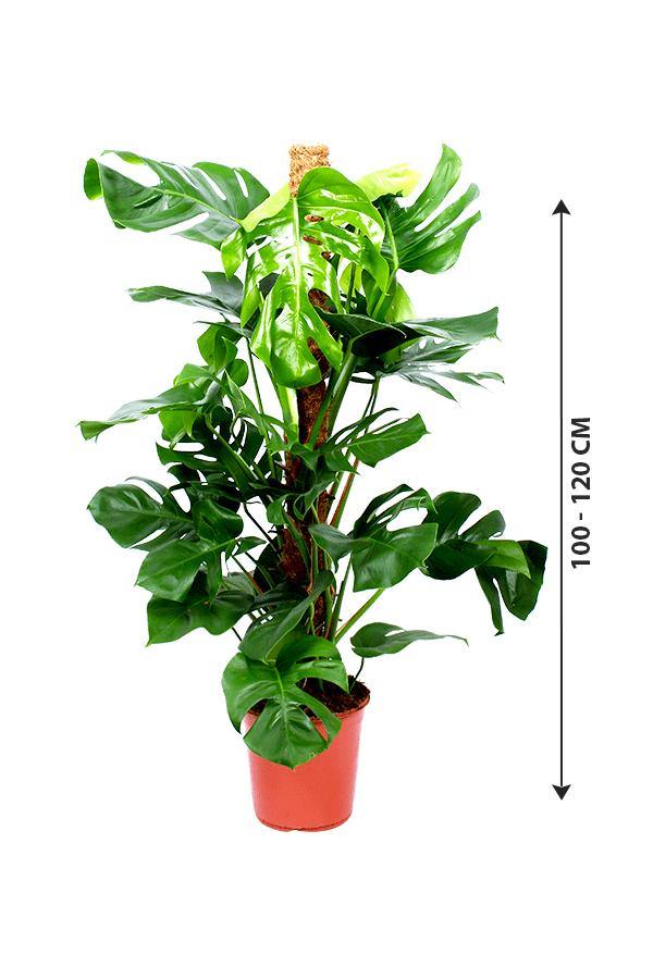 Monstera Potted Plant - Monstera Deliciosa