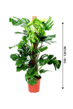 Monstera Potted Plant - Monstera Deliciosa