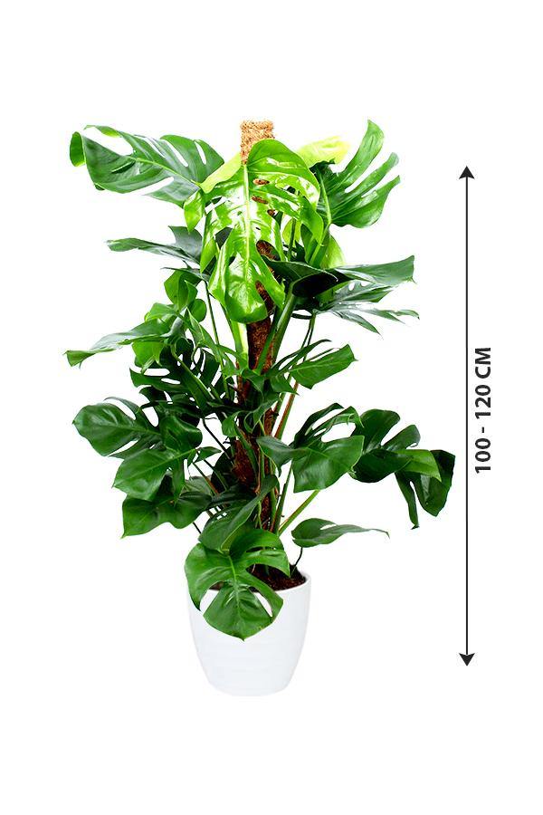Monstera Potted Plant - Monstera Deliciosa