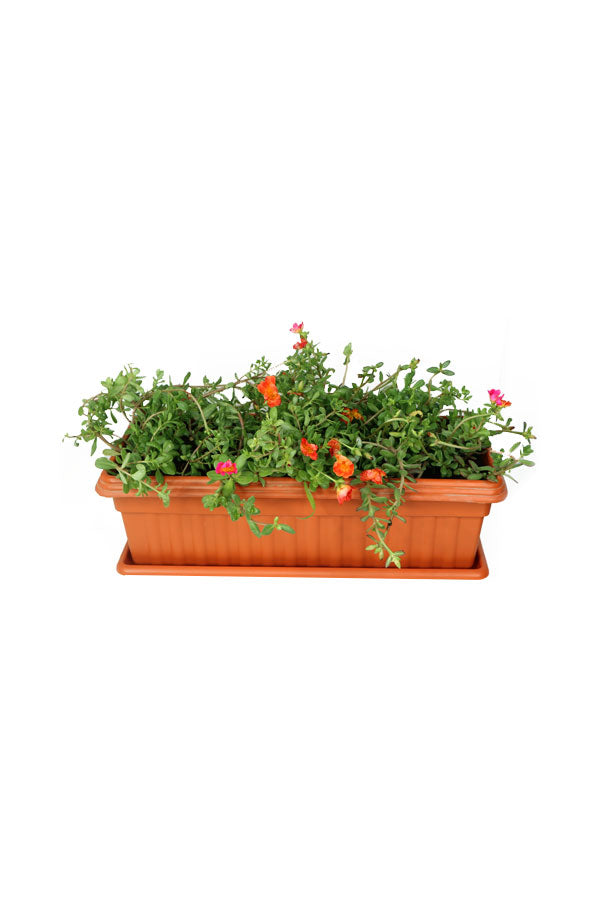 In Rectangular Pot - Portulaca Grandiflora