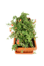 In Rectangular Pot - Portulaca Grandiflora