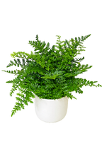 Mother Fern (Asplenium Parvati)