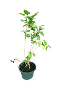 Mulberry – Genus Morus