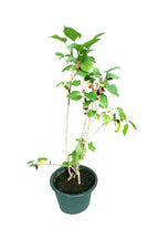 Mulberry – Genus Morus