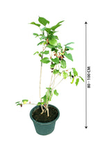 Mulberry – Genus Morus