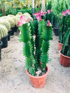 Coral Cactus Potted Plant - Euphorbia Lactea Cristata