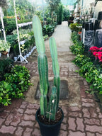 Cactus (Cereus Hildmannianus)
