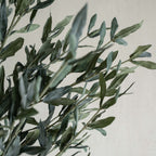 Dwarf Spanish Olive Tree – 100cm