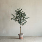 Dwarf Spanish Olive Tree – 100cm