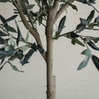 Dwarf Spanish Olive Tree – 100cm