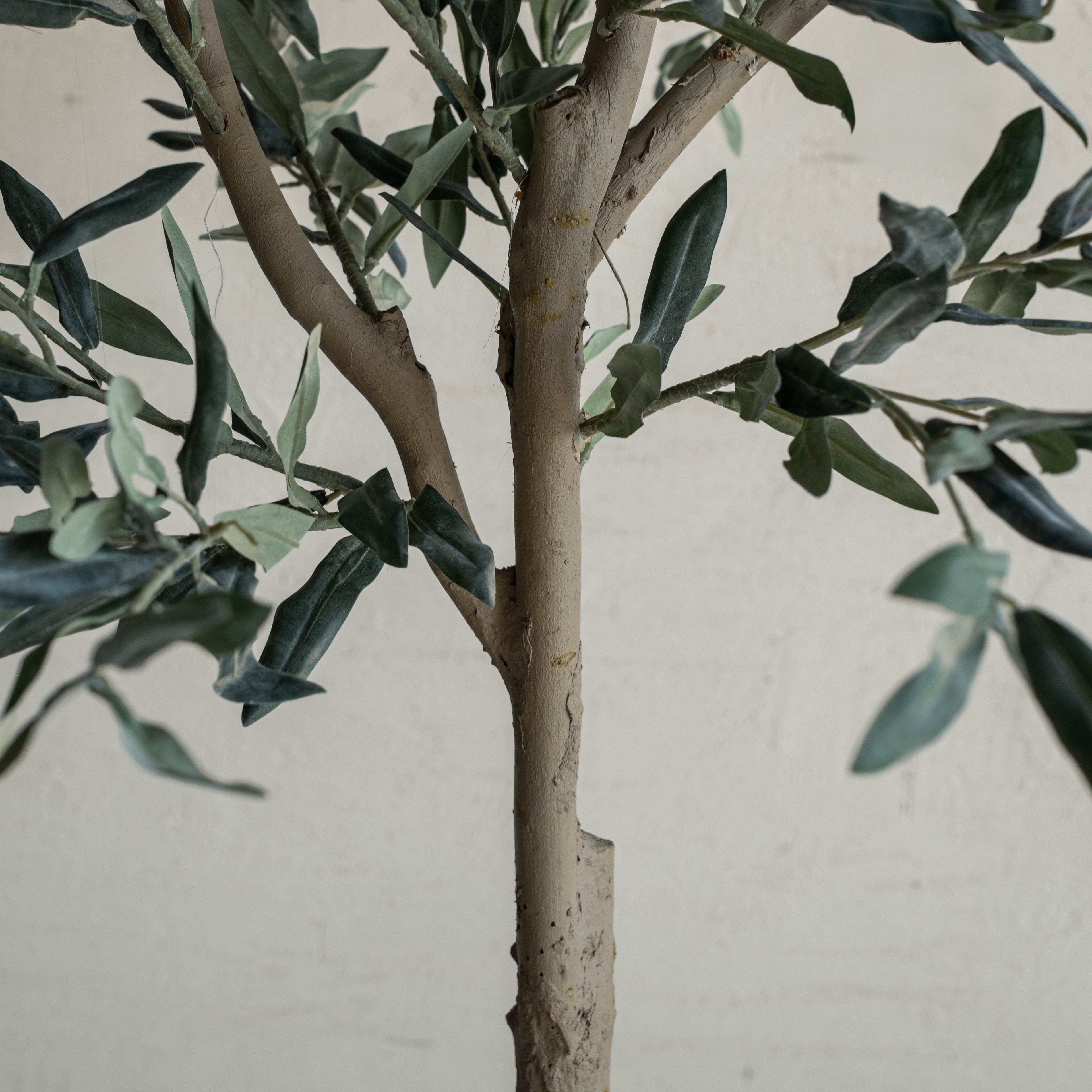 Dwarf Spanish Olive Tree – 100cm