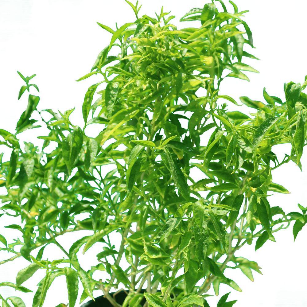 Buy Night Blooming Jasmine Online - Cestrum Nocturnum