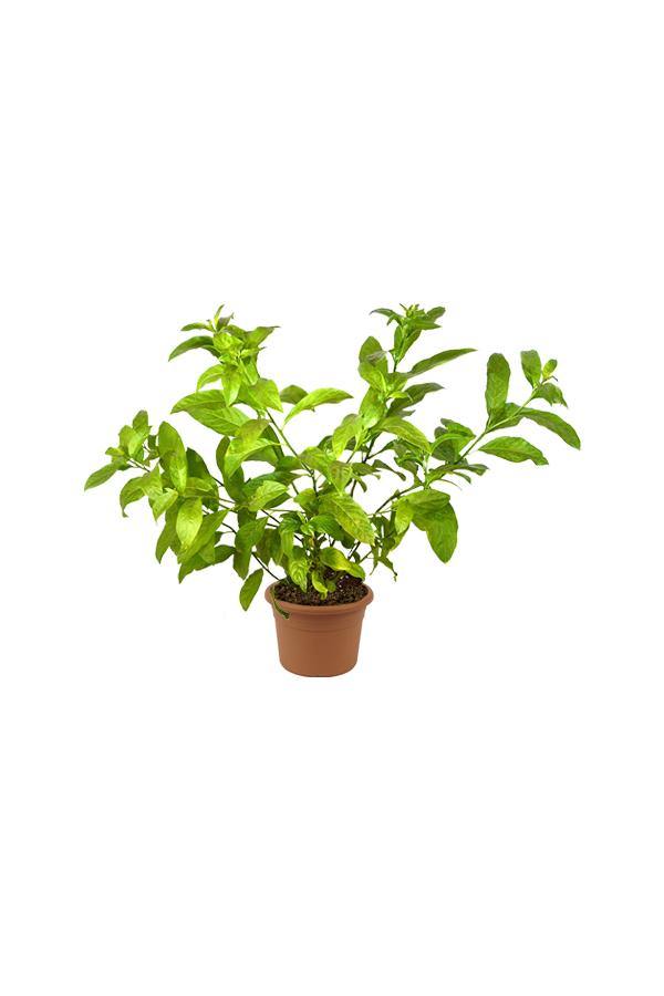 Buy Night Blooming Jasmine Online - Cestrum Nocturnum