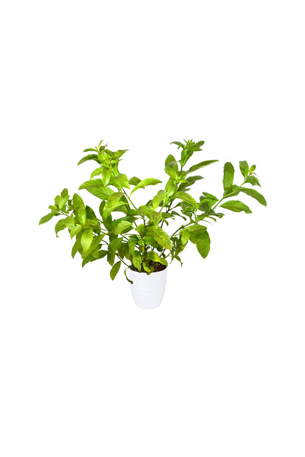 Buy Night Blooming Jasmine Online - Cestrum Nocturnum