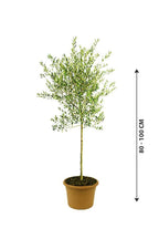 Olive-Olea Europaea - Olive-Olea Europaea - Plantsworld.ae