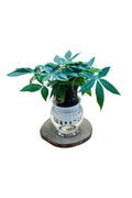 Pachira Small – Mini Money Tree-Water Plants
