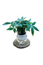 Pachira Small – Mini Money Tree-Water Plants