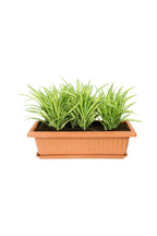 Pandanus - Screw Pine Plant - Plantsworld.ae