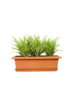 Pandanus – Screw Pine Plant
