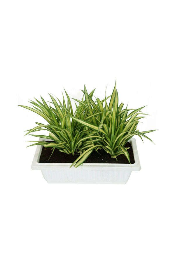 Pandanus – Screw Pine Plant