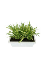 Pandanus – Screw Pine Plant