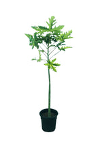 Papaya – Carica papaya Fruit Plant