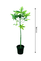 Papaya – Carica papaya Fruit Plant - Plantsworld.ae