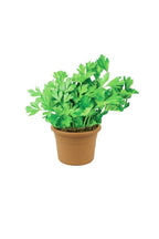 Buy Parsley Herb Plant Online - Apium - Petroselinum Crispum
