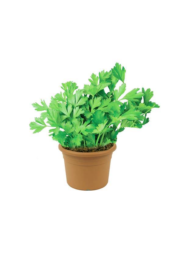 Buy Parsley Herb Plant Online - Apium - Petroselinum Crispum