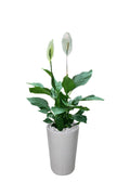 Pachira Twisted Money Tree – Lucky Office Plant with Elegant Twisted Trunks