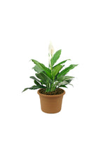 Spathiphyllum Wallisii - Peace Lily Flowering Houseplant