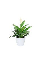 Spathiphyllum Wallisii - Peace Lily Flowering Houseplant