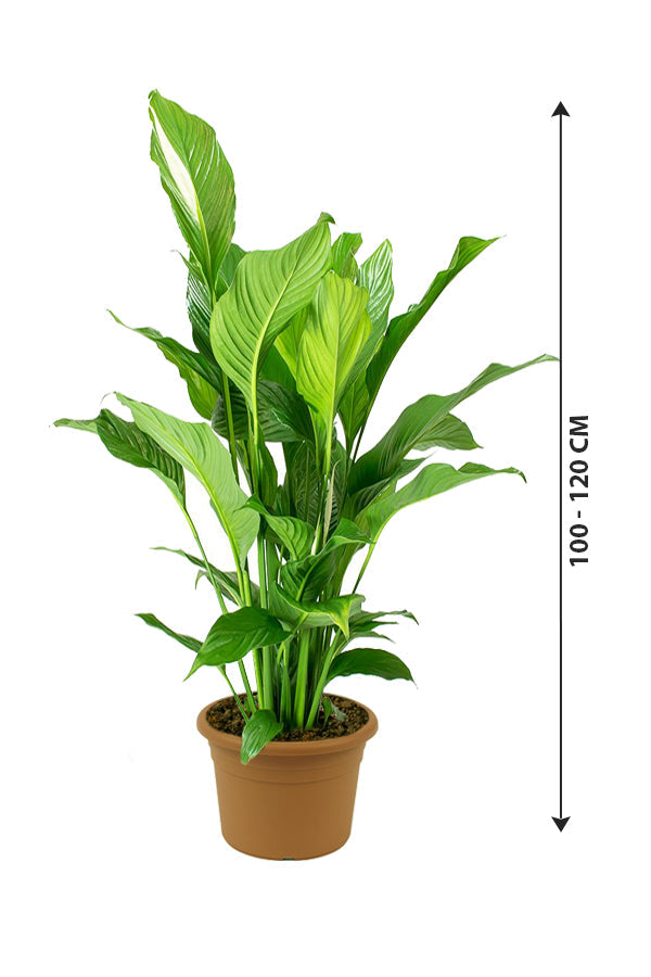 Peace Lily - Spathiphyllum Wallisii - Plantsworld.ae